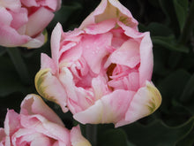Charger l&#39;image dans la galerie, Tulp Dubbele Late Finola      Verbeterde versie van de klassieke tulp Angelique.  Kruising van Wirosa x Casablanca  Finola  is een zeer mooie  soort, met een subtiele blend van roze en wat wit-groen naar de rand toe.

