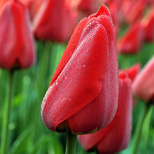Lade das Bild in den Galerie-Viewer, Tulp Darwin Parade             Klassieke rode tulp.   Het mooiste effect krijgt u als u ze lekker dicht bij elkaar zet. Ook een perfecte bloem voor boeketten.     Deze tulpen zetten we zo’n 10cm diep en 10cm uit elkaar.
