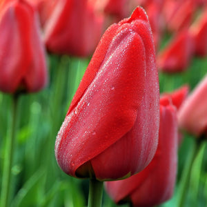 Tulp Darwin Parade             Klassieke rode tulp.   Het mooiste effect krijgt u als u ze lekker dicht bij elkaar zet. Ook een perfecte bloem voor boeketten.     Deze tulpen zetten we zo’n 10cm diep en 10cm uit elkaar.