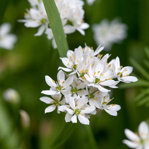 Allium Cowanii