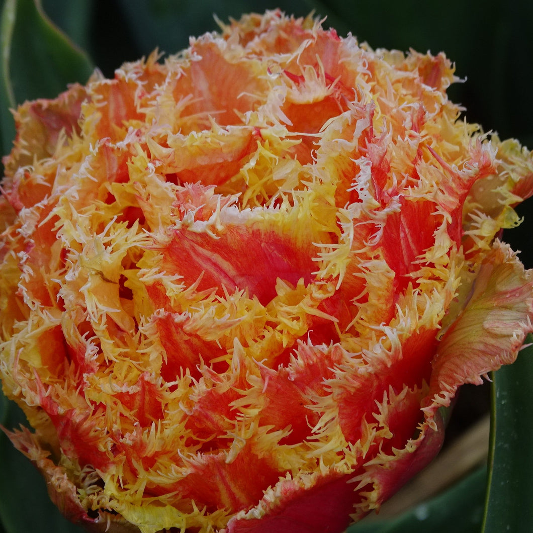 Tulp gefranjerd Brisbane       Nieuwe en unieke tulp, waarvan je op het eerste zicht niet goed weet of het een roos of een pioen is. De tulp is helemaal dubbelbloemig maar bovenop ook nog eens gefranjerd