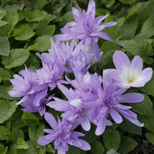 Afbeelding in Gallery-weergave laden, Colchicum (Herfsttijloos)  Waterlily.  Zeer originele colchicumsoort  met mooie dubbele mauve bloemen.   Hoe langer ze op een plaats staan, des te mooier worden ze.
