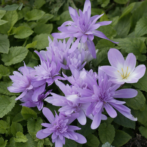 Colchicum (Herfsttijloos)  Waterlily.  Zeer originele colchicumsoort  met mooie dubbele mauve bloemen.   Hoe langer ze op een plaats staan, des te mooier worden ze.