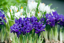 Afbeelding in Gallery-weergave laden, Botanische Iris voor tuin of pot 
