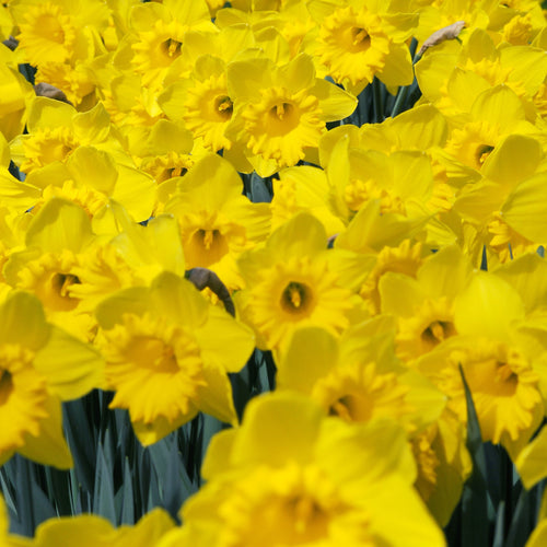 Narcis Dutch Master        (Trompet narcis)  Klassieke gele trompetnarcis.  Onmisbaar in elke tuin.