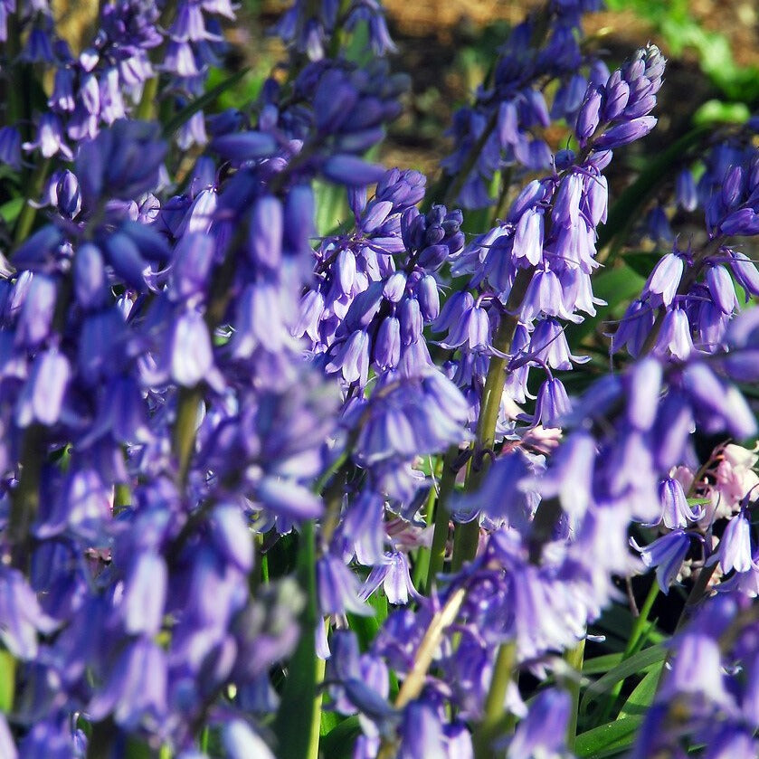 Hyacinthoides Hispanica blauw    (syn. Scilla Campanulata, of  Spaanse Hyacint)     Klokvormige bloemen in losse trossen. 