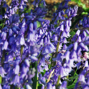 Hyacinthoides Hispanica blauw    (syn. Scilla Campanulata, of  Spaanse Hyacint)     Klokvormige bloemen in losse trossen. 