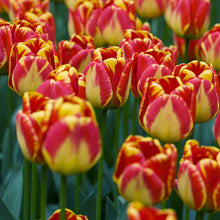 Charger l&#39;image dans la galerie, Tulp Darwin Banja Luka        Deze Darwinhybride heeft bloemen met een prachtig geel met rood gevlamde kleur.  Deze tulpen zetten we zo’n 10cm diep en 10cm uit elkaar.
