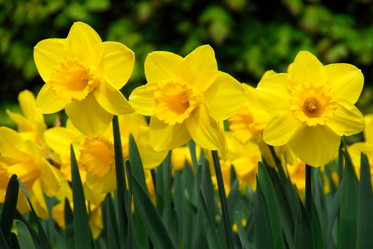 Narcis Carlton              (Grootkronig)       Een der meest geplante cultivars, een zeer stevige bol die je nooit in de steek laat en jarenlang zal bloeien.