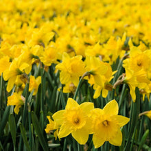 Lade das Bild in den Galerie-Viewer, Narcis Carlton              (Grootkronig)       Een der meest geplante cultivars, een zeer stevige bol die je nooit in de steek laat en jarenlang zal bloeien.
