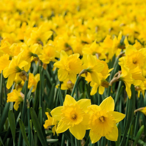 Narcis Carlton              (Grootkronig)       Een der meest geplante cultivars, een zeer stevige bol die je nooit in de steek laat en jarenlang zal bloeien.