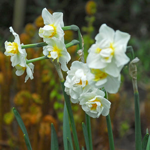Narcis Cheerfulness             (Dubbele narcis, kleinbloemig)  Hij bloeit in april en mei, met  heerlijk geurende, dubbele, witte tot roomwitte bloemen, met een fijn geel hartje. 