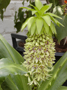 Eucomis Bicolor.      De plant bloeit wekenlang en blijft ook daarna nog lange tijd decoratief door de aantrekkelijke zaden onder de kuif