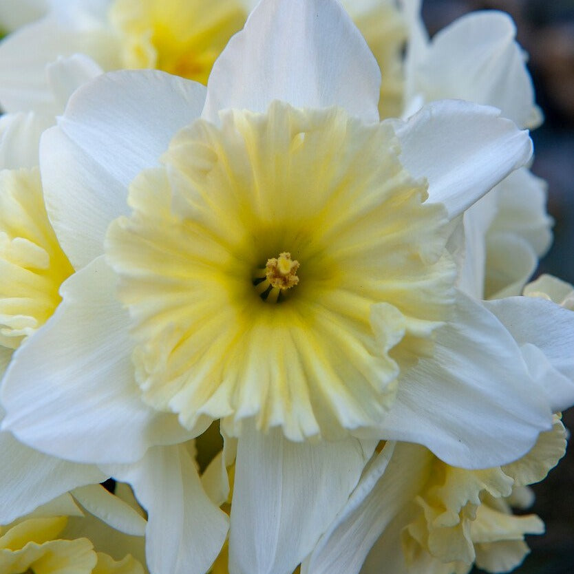 Narcis Ice Folies           (Grootkronige narcis)     Roomwit bloemdek met een platte, gefranjerde primulagele kroon, welke naar wit verkleurt. Geschikt voor verwildering.