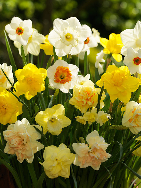 Narcis gemengd         Mooie mengeling met veel kleuren, zeer leuk voor verwildering.  Jarenlang tuinplezier gegarandeerd.