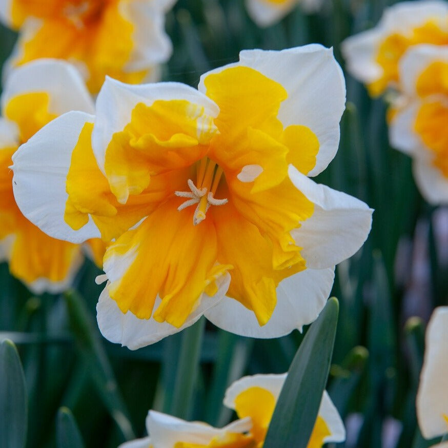 Spleetkronige Narcis Orangery is wit met een grote gespleten oranje kroon.