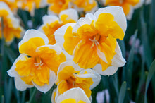 Charger l&#39;image dans la galerie, Spleetkronige narcis Orangery
