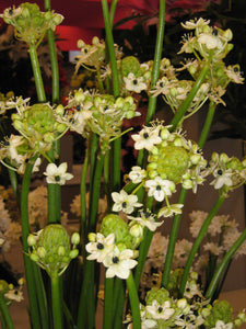 Ornithogalum Saundersiae.  Witte bloem met een zwartachtig groen hart.  Geschikt voor in de tuin of op het balkon.  Zeer lange bloeiperiode, ook als snijbloem. 