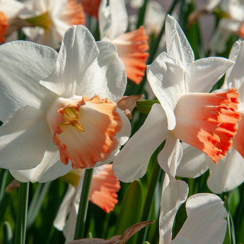 Narcis Pink Pride   (Grootkronige narcis) Witte narcis met een zalmroze rand op de kroon