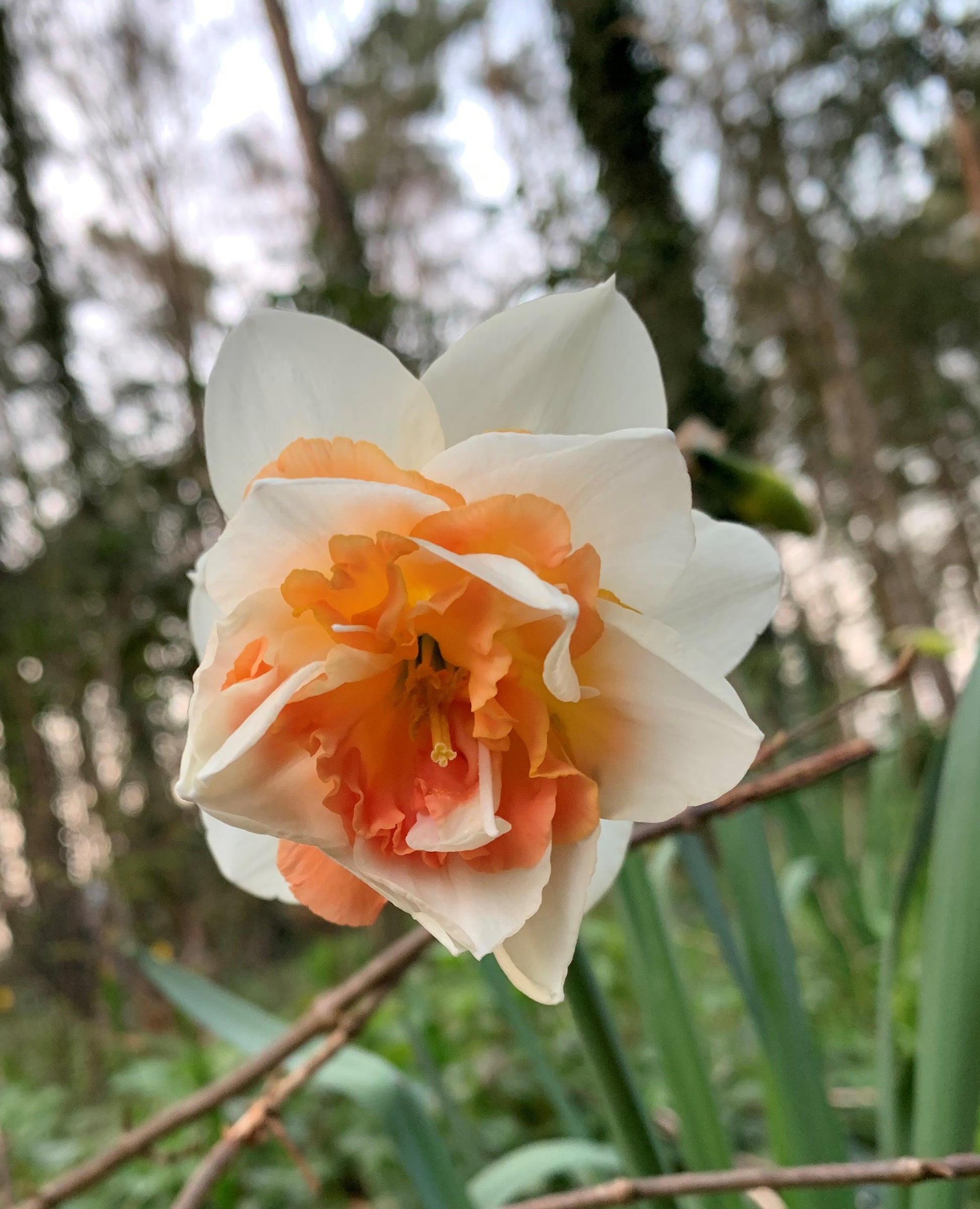 Narcis Replete                (Dubbele narcis)  Soort uit Amerika, 1975, veredelaar Murray Evans  Witte dubbelbloemige narcis met een opvallend oranje-zalmroze kroon die verder naar rose kleurt.