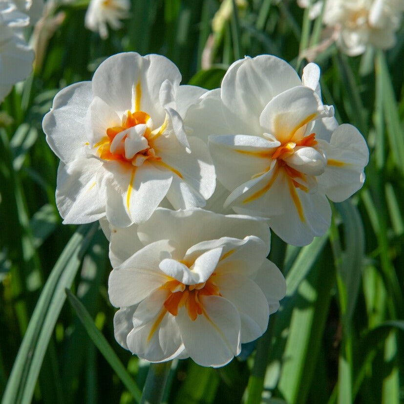 Narcis Winston Churchill           (Dubbele narcis, kleinbloemig)      Vier tot zes kleine dubbele bloemen per stengel.   Hoofdkleur is crème wit, maar binnenin ook een beetje geel-oranje