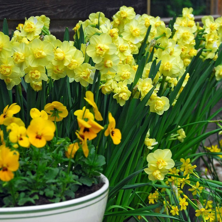 Narcis Yellow Cheerfulness   (Dubbele narcis, kleinbloemig)  Hij bloeit in april en mei, met  heerlijk zachtgele  bloemen. 