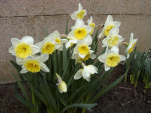 Lade das Bild in den Galerie-Viewer, Ice Folies narcis, mooie tweekleurige soort
