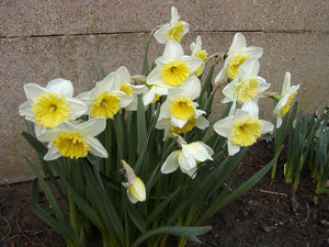 Ice Folies narcis, mooie tweekleurige soort