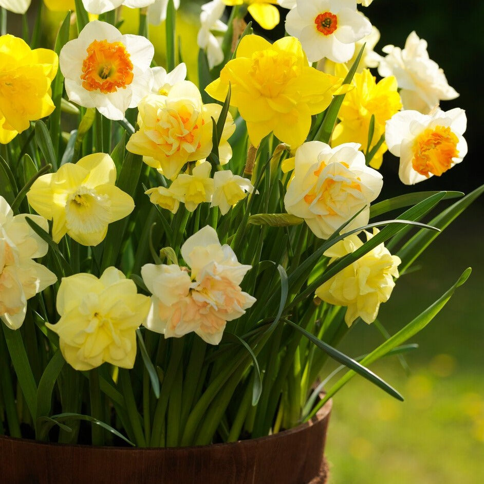 Narcis gemengd.     Mooie mengeling met veel kleuren, zeer leuk voor verwildering.  Jarenlang tuinplezier gegarandeerd.