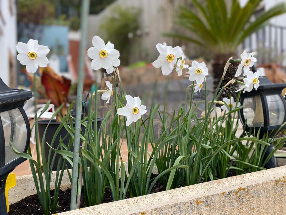 Narcis Poeticus Recurvus         (Fazantenoog, Pheasant's eye)  De echte ouderwetse ‘dichtersnarcis’.  wit met een meerkleurig (overwegend geel) kroontje en een rood randje.  