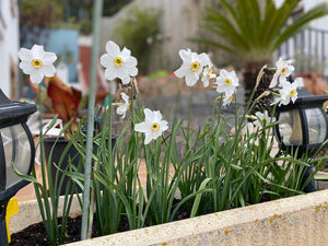 Narcis Poeticus Recurvus         (Fazantenoog, Pheasant's eye)  De echte ouderwetse ‘dichtersnarcis’.  wit met een meerkleurig (overwegend geel) kroontje en een rood randje.  