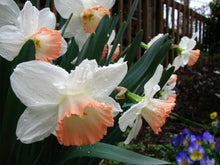 Afbeelding in Gallery-weergave laden, Narcis Pink Pride   (Grootkronige narcis) Witte narcis met een zalmroze rand op de kroon
