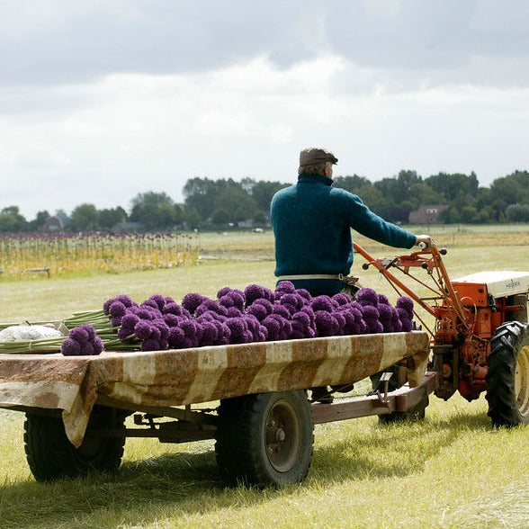 Allium Ambassador op het veld 