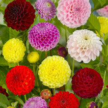 Charger l&#39;image dans la galerie, Pomponachtige dahlia’s kan je met allerlei andere planten combineren. Zowel in de tuin, border als in boeketten of bloemstukken..  Plant ze in het voorjaar!
