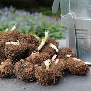 de knollen van de begonia