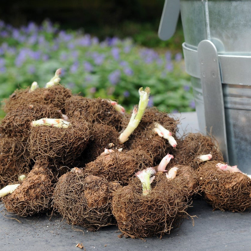 Begonia knollen.  Begonia's bloeien heel de zomer!