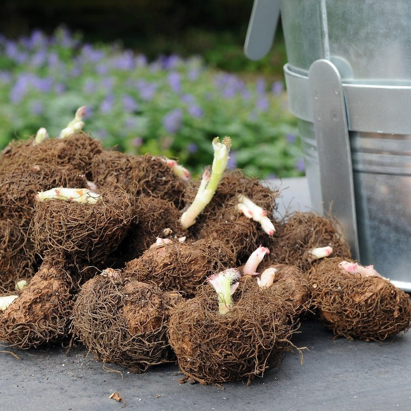 Begonia knollen, bestel ze nu makkelijk online op www.bulbes.net
