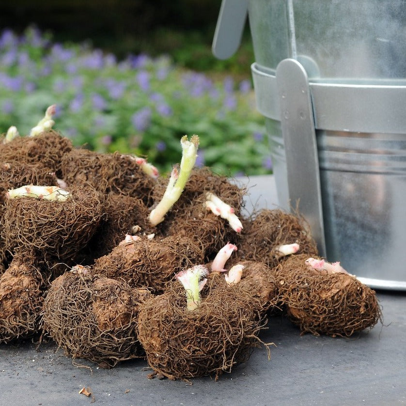 Voorbeeld van een echte knolbegonia