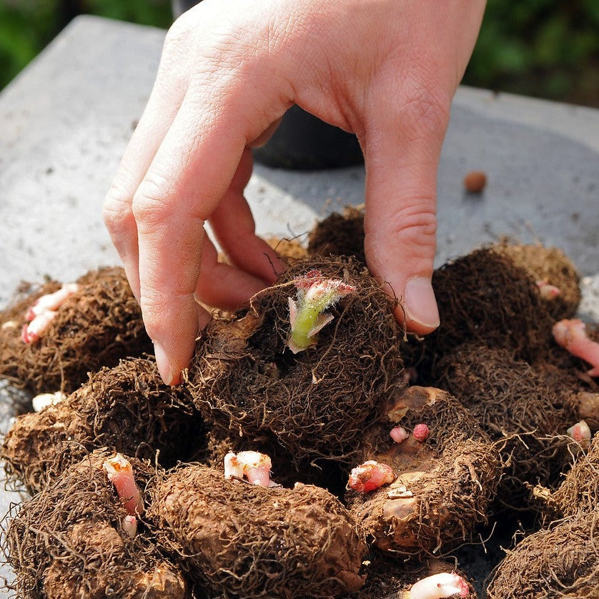 De voordelen van begonias:   Maandenlang genieten, de ganse zomer lang  Grote variatie in kleuren en vormen