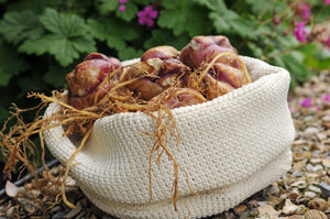 Lelie bollen