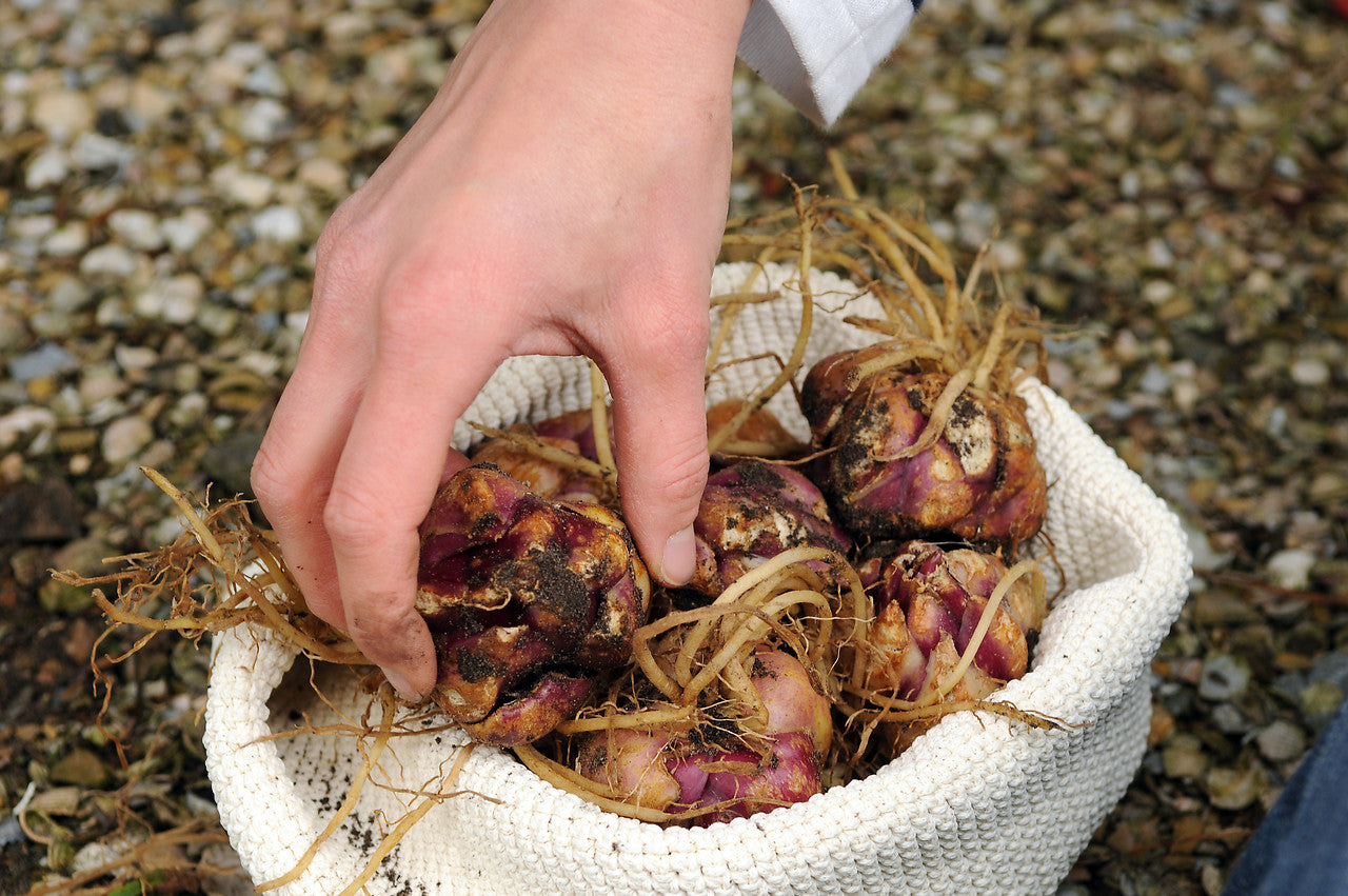 Voorbeeld van lelie bollen.  Lelies zijn wintervast!