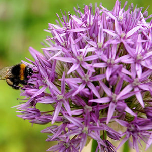 Allium purple Sensation, een vaste waarde voor elke tuin