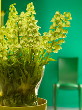 Afbeelding in Gallery-weergave laden, Fritillaria Ivory Bells
