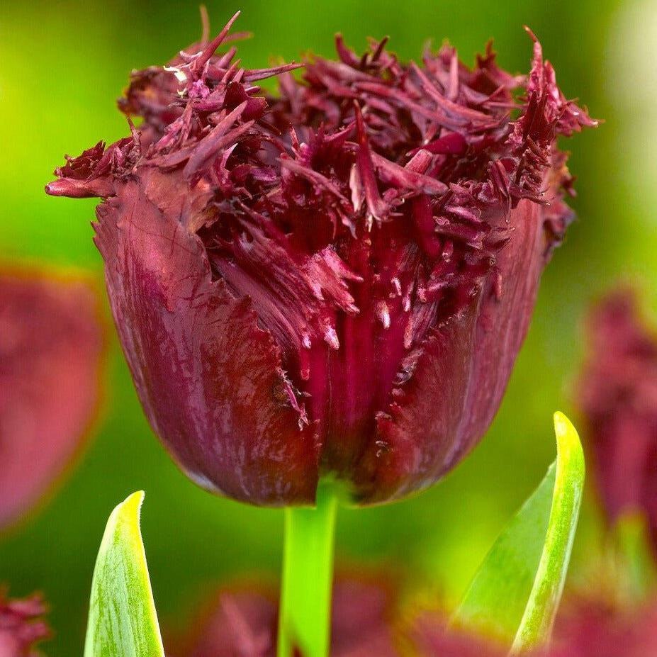 De Labarador tulp behoort tot de groep Crispa tulpenbollen.  Labrador is een  vrij nieuwe soort.