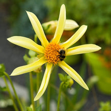 Afbeelding in Gallery-weergave laden, (Orchidee type Dahlia)  Gele Honka Dahlia  Ze hebben erg open bloemen die bijen en vlinders aantrekken
