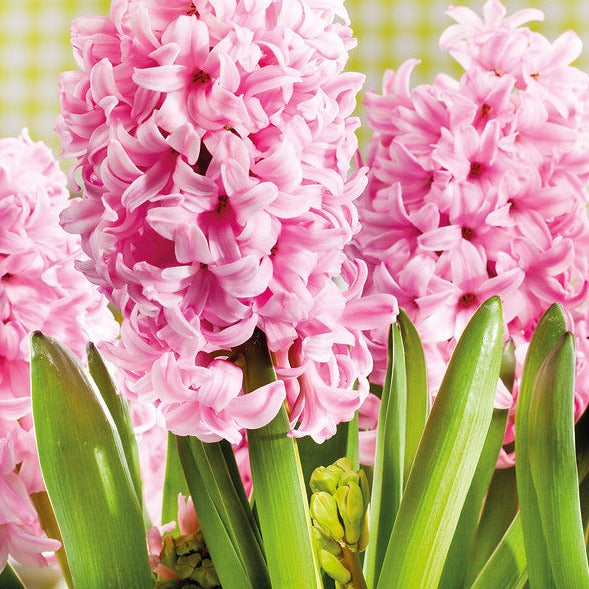 Hyacint Pink Surprise