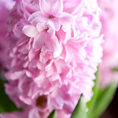 Hyacint Pink Surprise. Leuke lichtroze hyacint die geuren kleur brengt. 