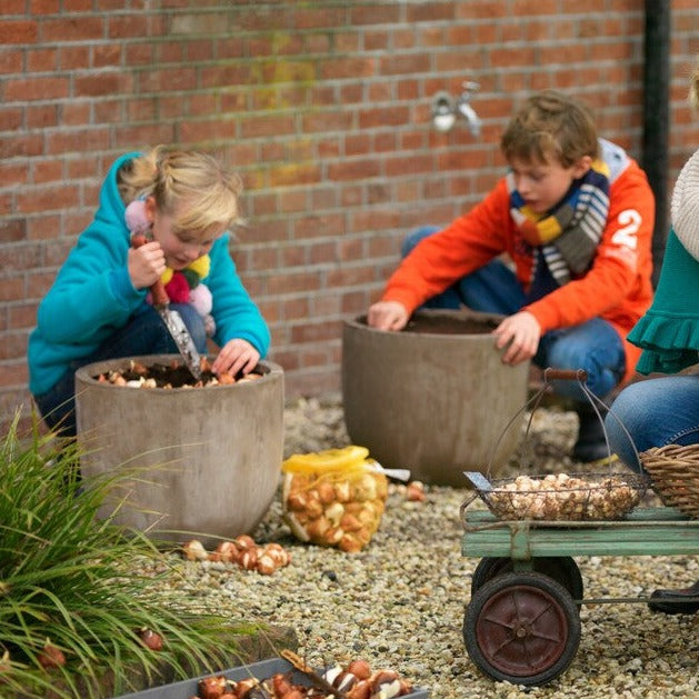 Tulp Darwin Salmon impression      Een hele mooie zalmkleurige tulp. Deze Darwin heeft hele grote bloemen op stevige, lange stelen.  
