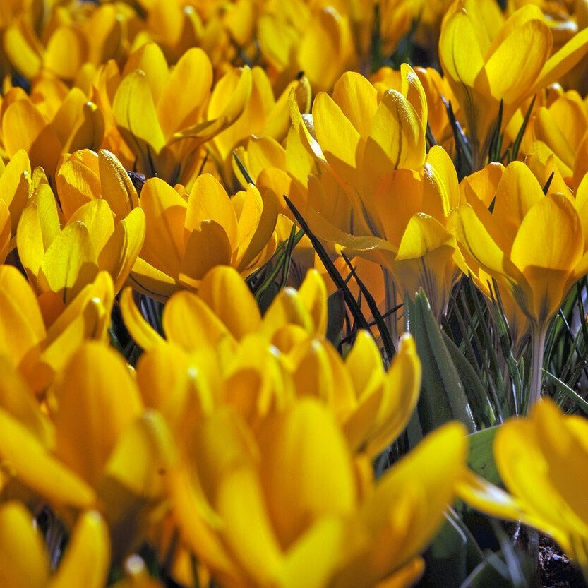 Krokus geel