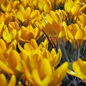 Krokus geel